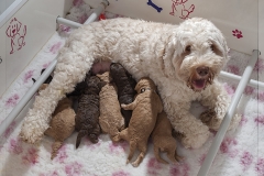 moeder met de puppies