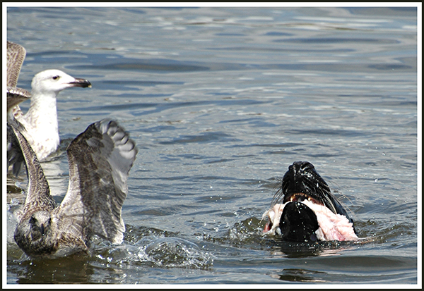 Seal swimming in Den Helder habour 
